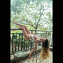 Dianella + Options Sex Dolls