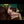 ADALYN + Options Sex Dolls