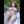 Amy + Options Sex Dolls