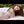 Amy + Options Sex Dolls