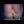 CALINE + Options Sex Dolls