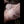 MAGGIA + Options Sex Dolls