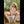 Myla Luxury Doll Sex Dolls
