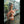 WYNTER + Options Sex Dolls