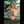 WYNTER + Options Sex Dolls